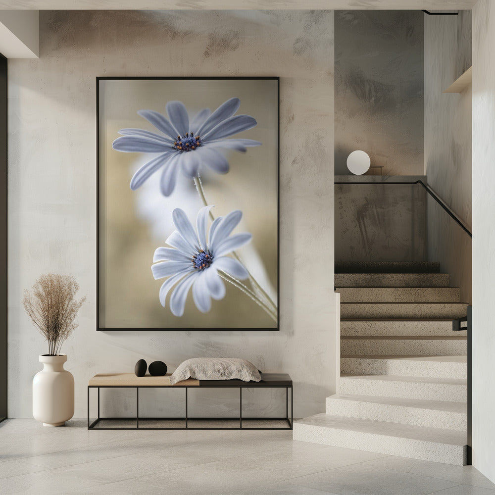 Cape daisies Poster